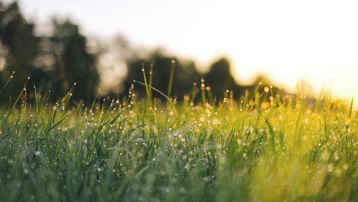 Stopperbild grassland-unsplash.jpg